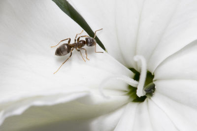 Close-up of insect on white flower