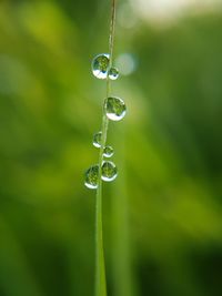 Close-up of water drop on grass