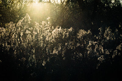 Trees growing in sunlight