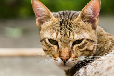 Close-up portrait of a cat