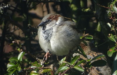 Close-up of sparrow perching on plant