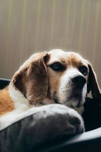 Close-up portrait of a dog