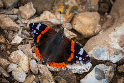 High angle view of butterfly on rock