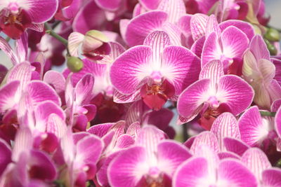 Phalaenopsis orchid shaped like butterflies