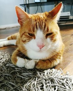 Close-up of cat relaxing