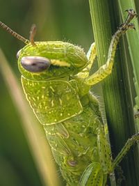 Close-up of insect on leaf