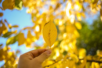 Close-up of hand holding yellow leaf