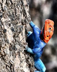 Close-up of bird on tree