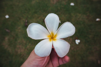 Close-up of hand holding white flower