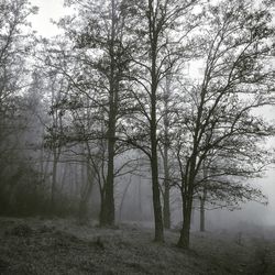 Trees in forest