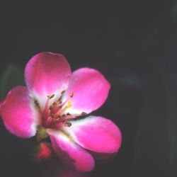 Macro shot of pink flower
