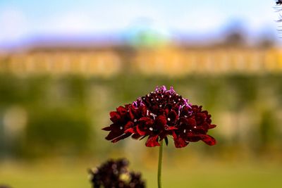 Close-up of red flowering plant