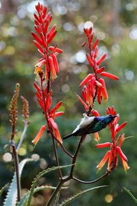 Close-up of red flowering plant