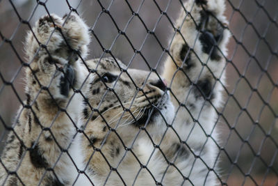 Snow leopard leaning on fence cage looking up captive