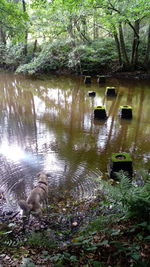 Dog in lake by trees