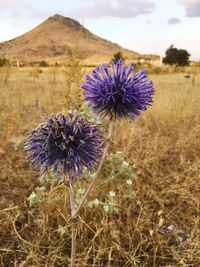 Close-up of purple thistle flowers on field