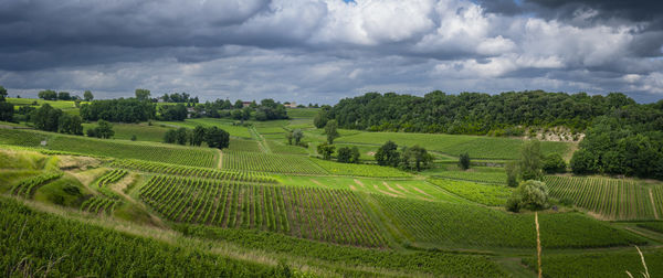 Scenic view of agricultural field against sky