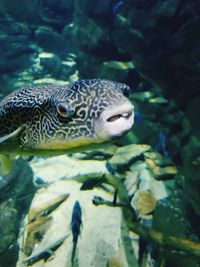 View of fish swimming in sea