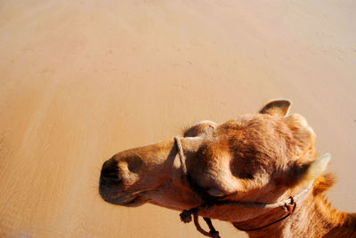 High angle view of camel at desert