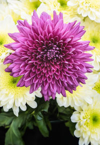 Close-up of pink dahlia flower