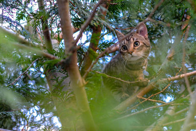 Portrait of a cat