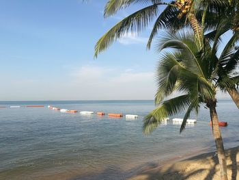 Palm trees on beach against sky