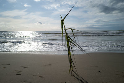 Scenic view of beach against sky