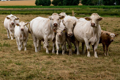 Cows standing in a field