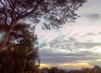 Low angle view of trees against sky