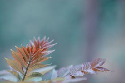 Close-up of maple leaves against blurred background