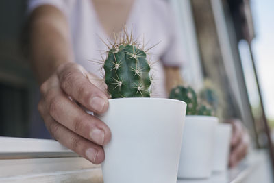 A hand holding some cactus