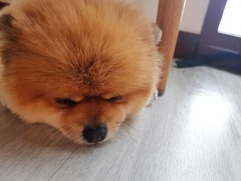 High angle view of dog resting on hardwood floor