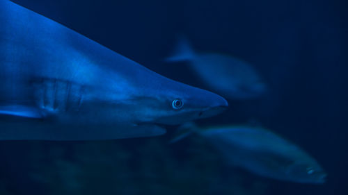 Fish swimming in sea