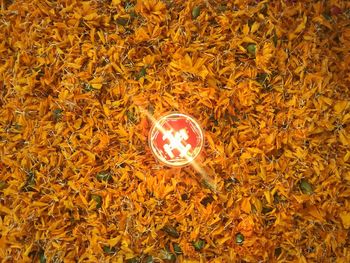 High angle view of autumn leaf on grass