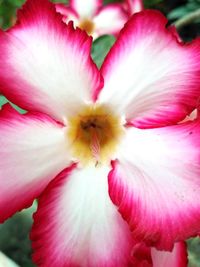 Close-up of pink flower