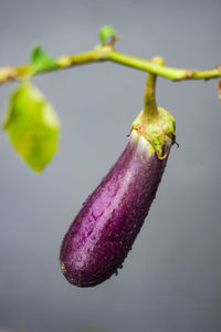 Close-up of purple fruit hanging on plant