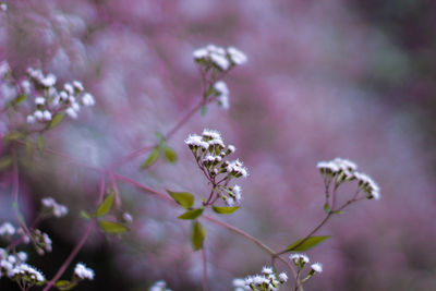 Close-up of pink flowering plant