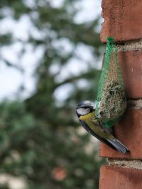 Close-up of bird perching on a feeder