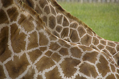 Close-up of giraffe