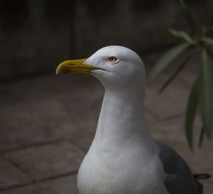 Close-up of seagull