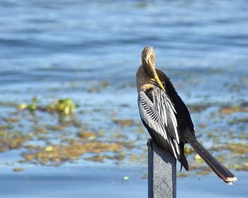 Close-up of bird perching on water