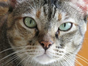 Close-up portrait of tabby cat