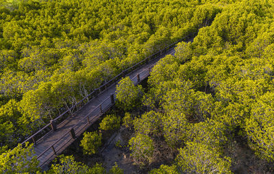High angle view of bridge amidst trees in forest