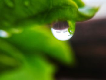 Close-up of green leaf