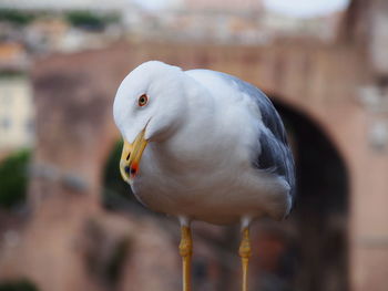 Close-up of duck