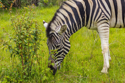 Zebra standing on field