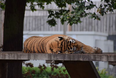 Cat relaxing in a zoo