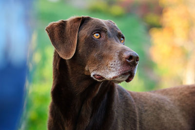 Close-up of a dog looking away