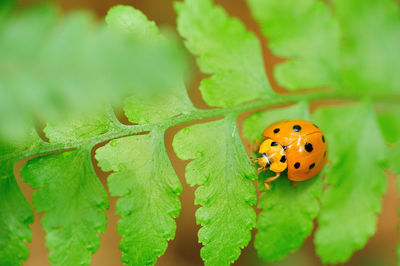 Close-up of ladybug on leaf