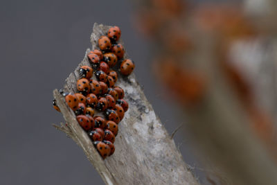 Close-up of insects on plant